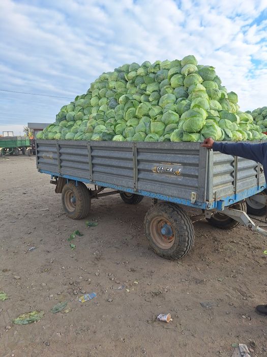 Vând varză româneasca