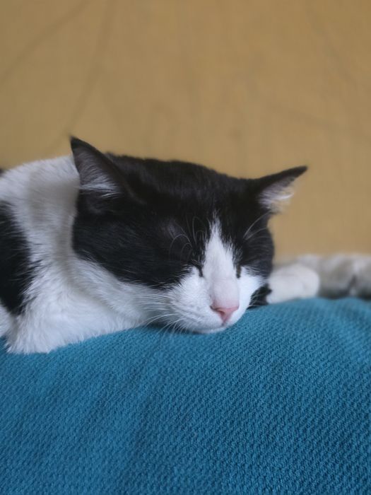 Котятки в добрые  руки