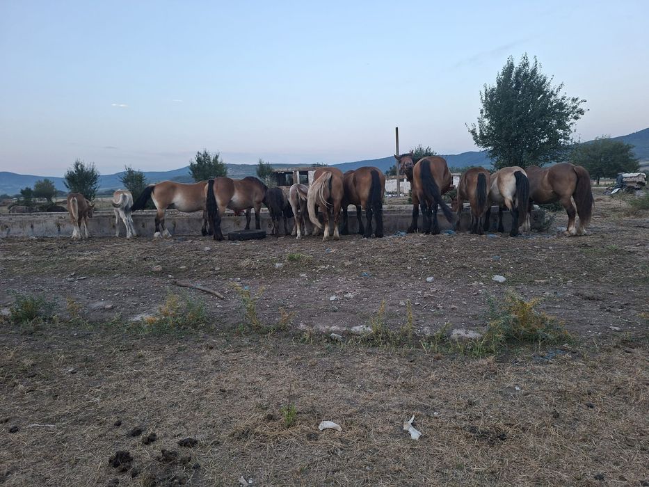 Cai de vinzare minji femele