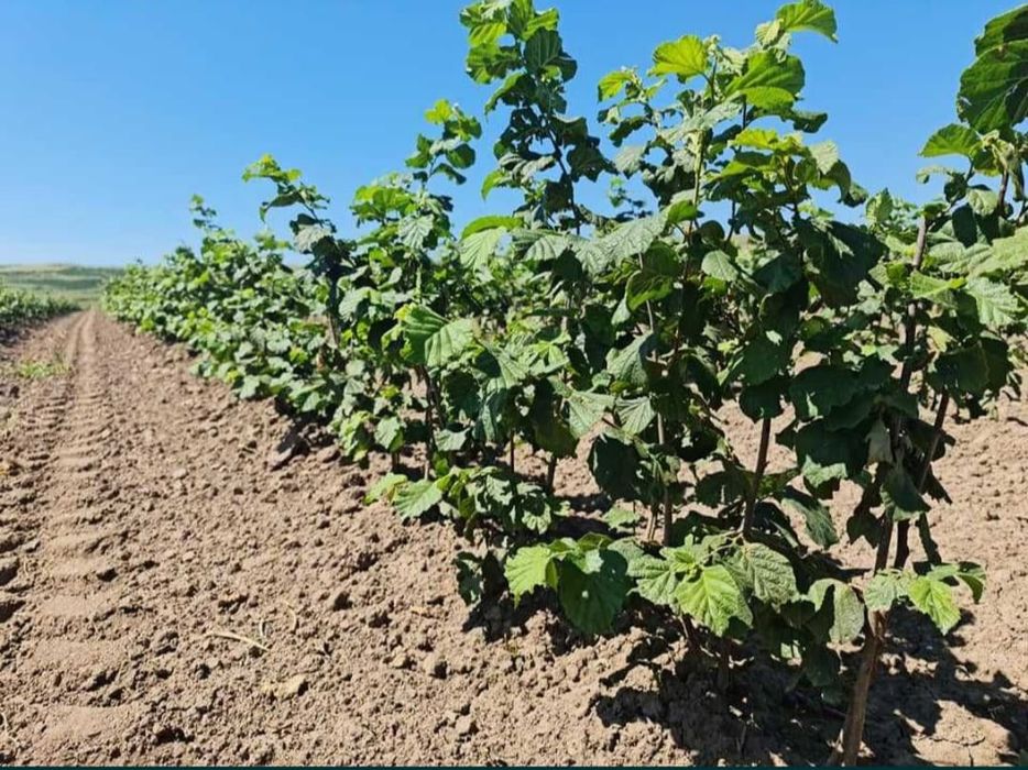 Puieț aluni salcâm frasin fag carpen ulm plop mesteacăn brad molid Tei