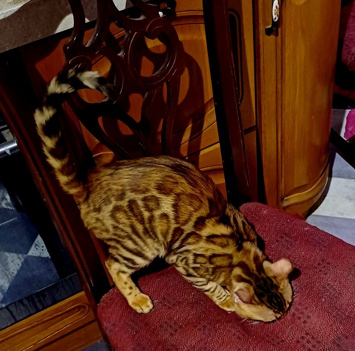 Бенгальский кот на вязку!