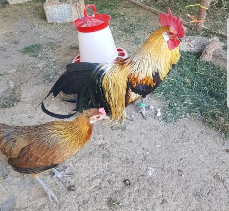 Vand pereche pheonix argintii ,aurii si alb
