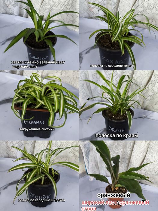 Продам Хлорофитум. 5 сортов