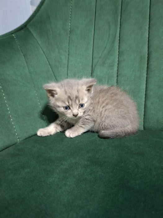 Отдам бесплатно котиков