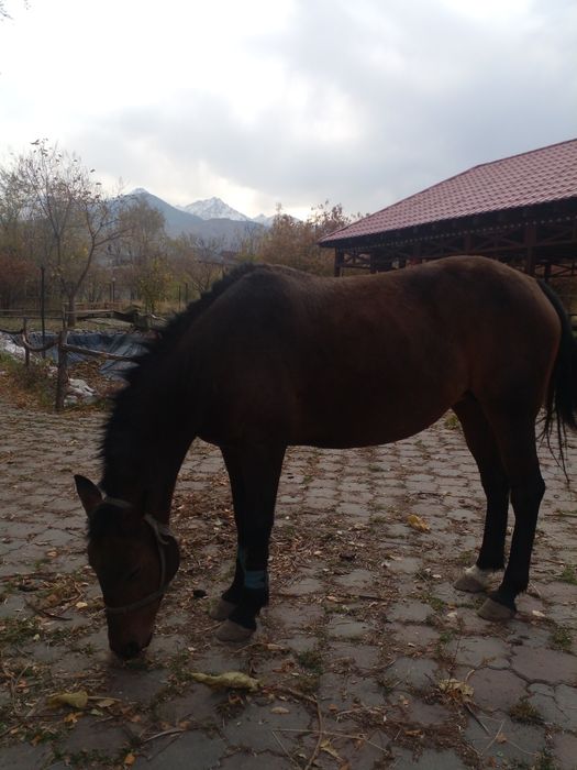 Продается лошадь