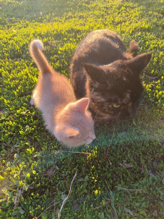 Отдам котенка бесплатно