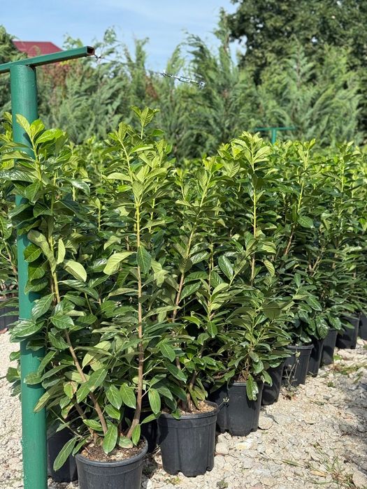 Măslini  plante Ornamentale