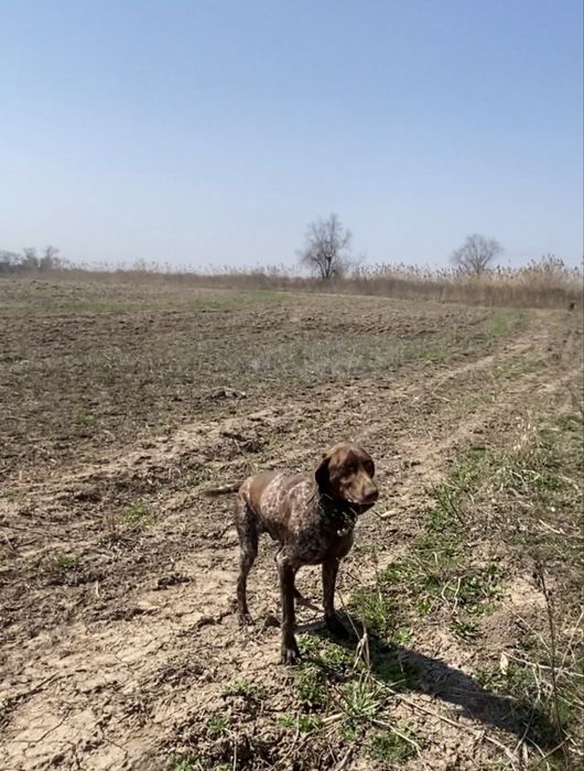 Собака кабель на вязку .