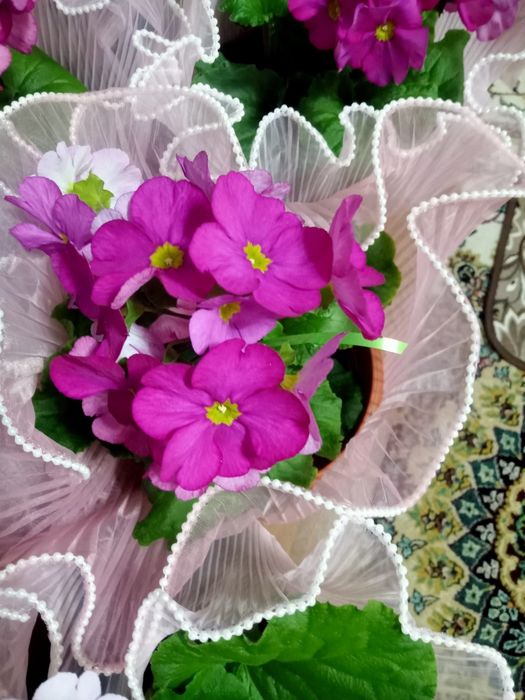 Комнатные цветы очень красивые