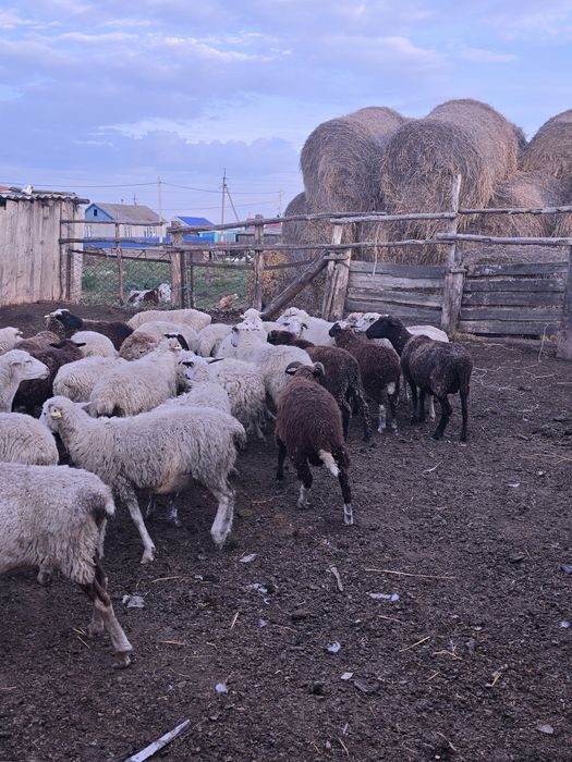Продам баранов разные