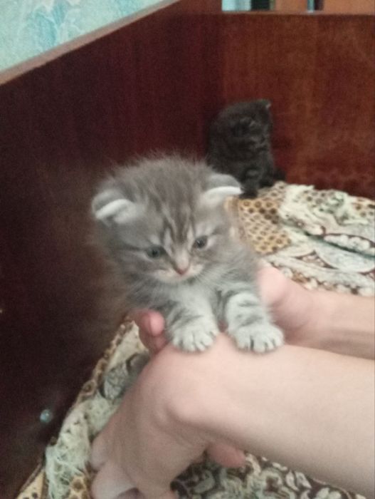 Шотландские вислоушки