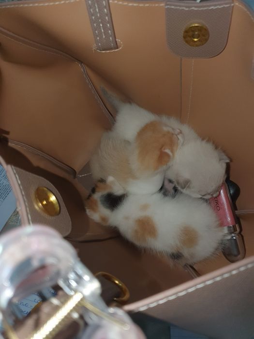 Ona mushuk va bolalari sotiladi