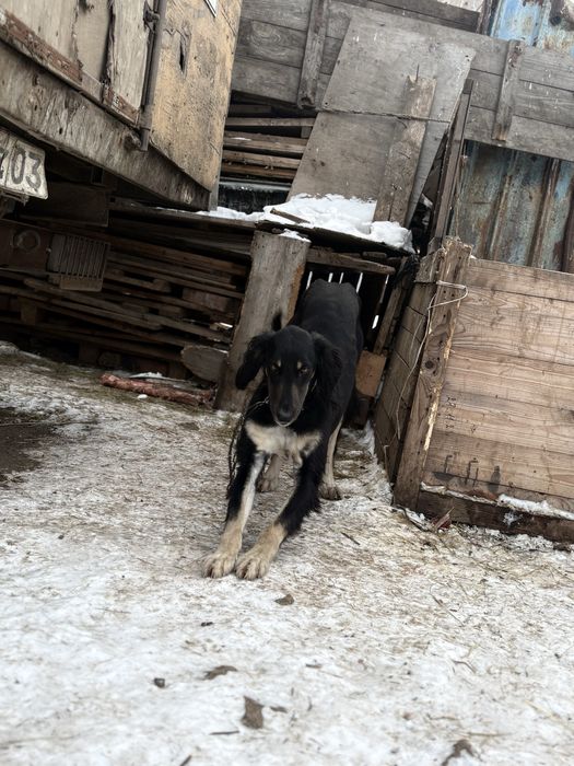 Тазы рабочий 2 года