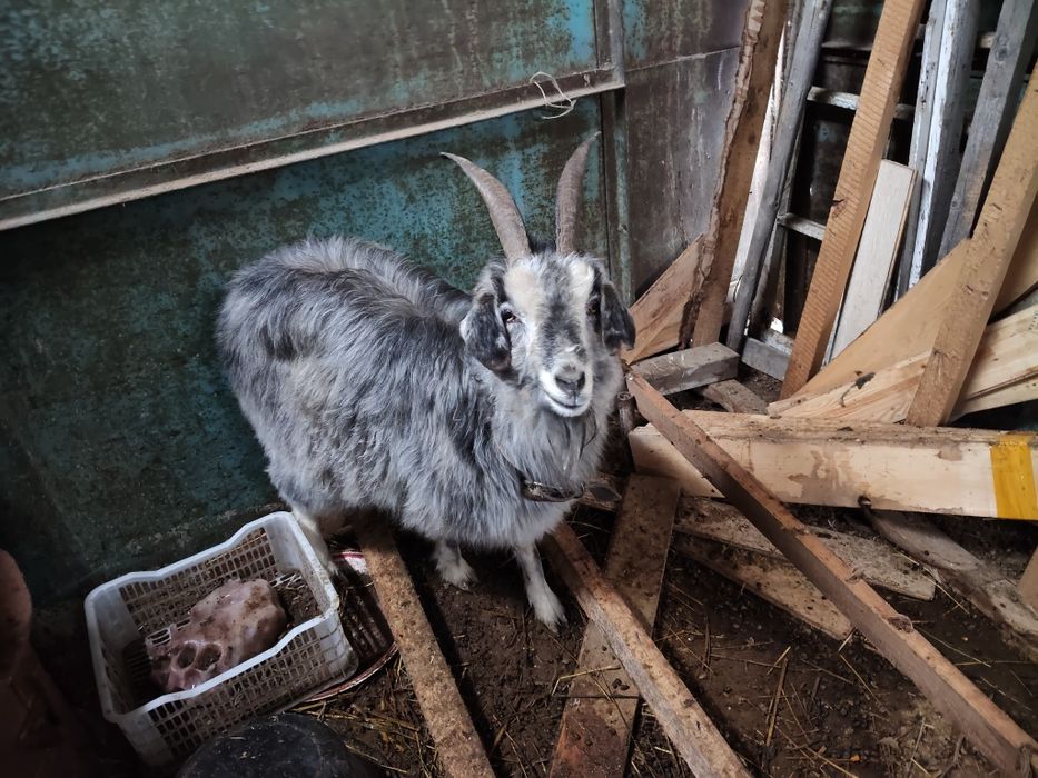 Продам срочно козу