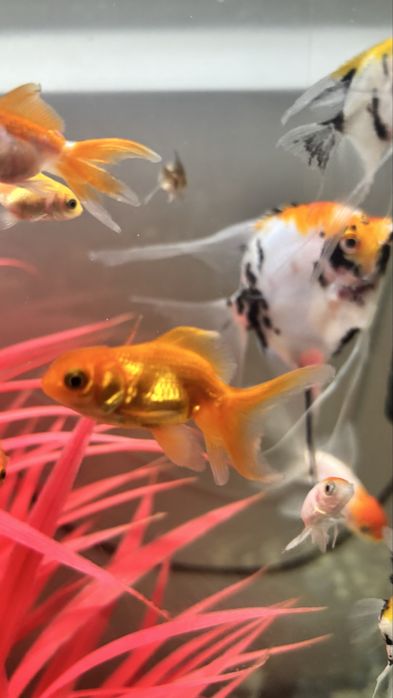 Продам рыбки для аквариума.