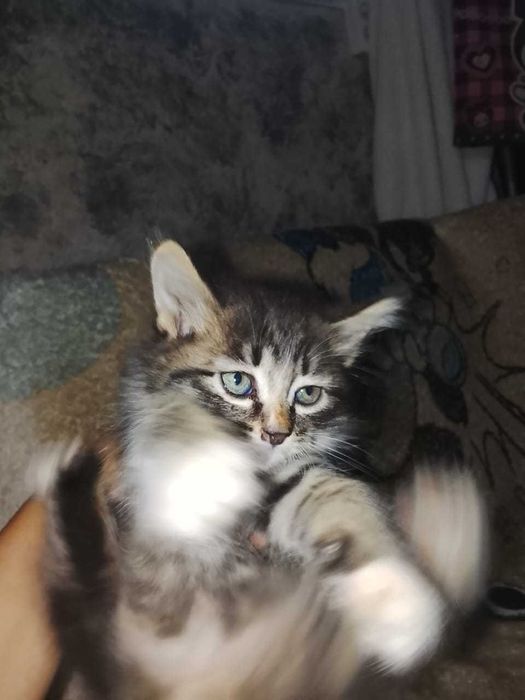 Отдам котят в хорошие руки