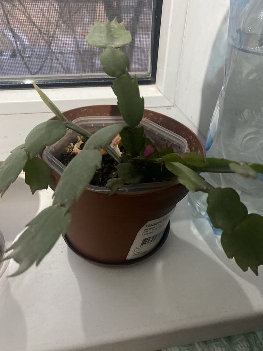 Цветы комнатные  разные ухоженные