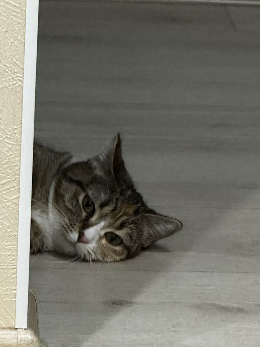 Кошка, домашняя кошка.