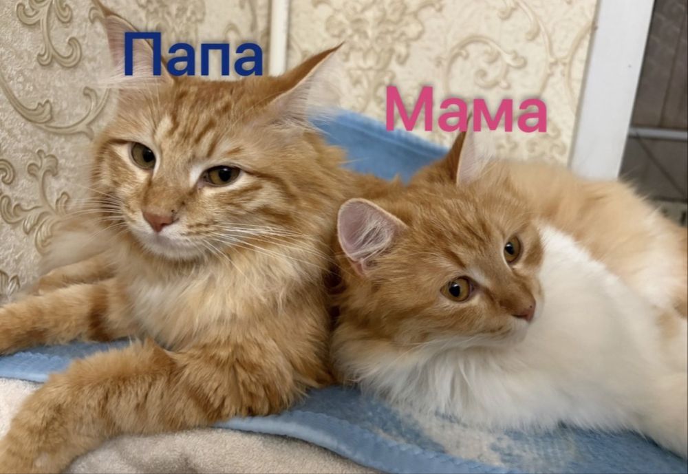 Рыжие сибирские котята
