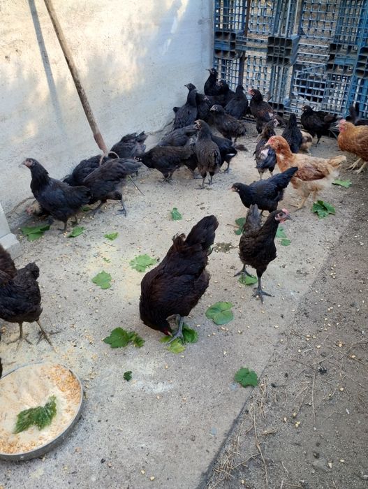 Vând puicuțe și cocoși australop, italieni și pitice