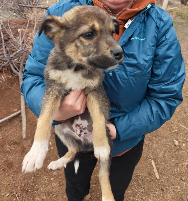 Щенки в хорошие руки