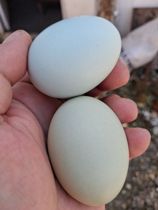 Pui de vânzare, Australorp negru/albastu, Marans gât aramiu și Cream Legbar 25-80lei