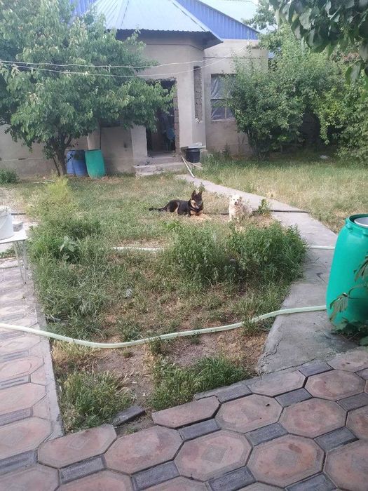 Янги Ўзбекистон боғи яқинидаги 6 сотих майдонда уй сотилади