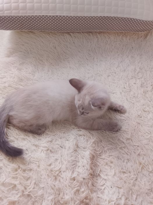Котенка отдам бесплатно