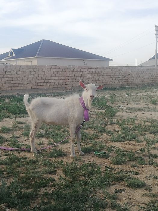 Занен теке 2 жасар 90 мың