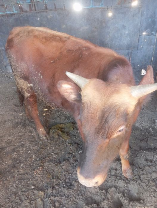 Продам бычка возраст 1,2 год