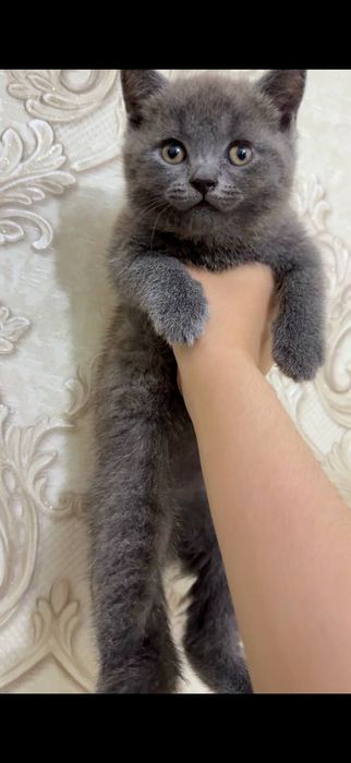 Zoti:Scottish Fold va Scotish okrasi:chiroyli kulramg
Yoshi: 2 oylik
J