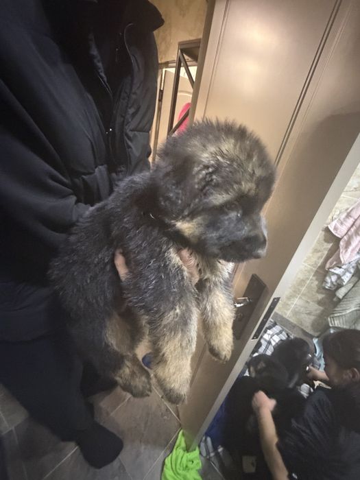 Продаются щенки длинношерстной немецкой овчарки.