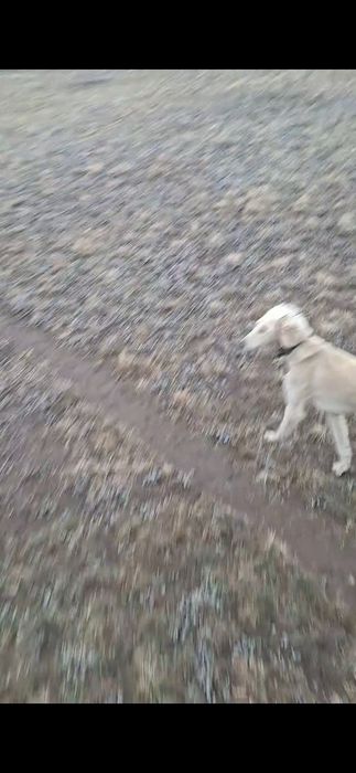 Рабочий тазы сатылады