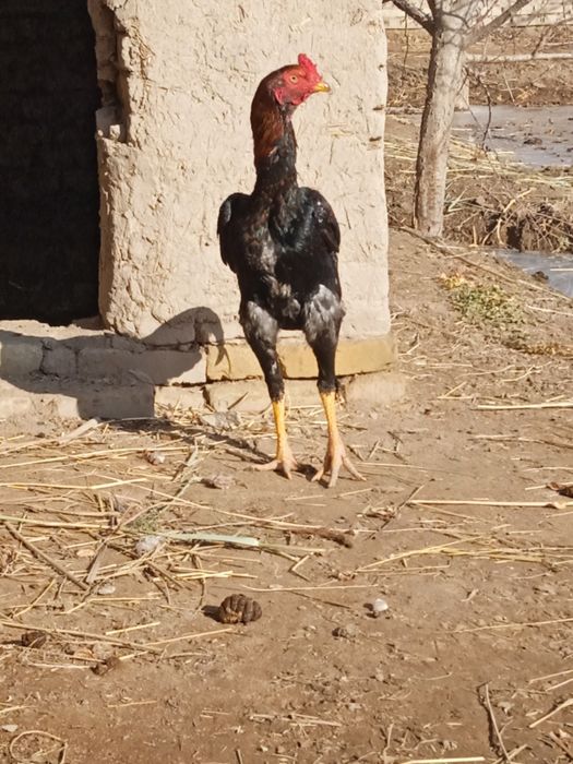 Xoʻroz sotiladi bahosini kelishamiz