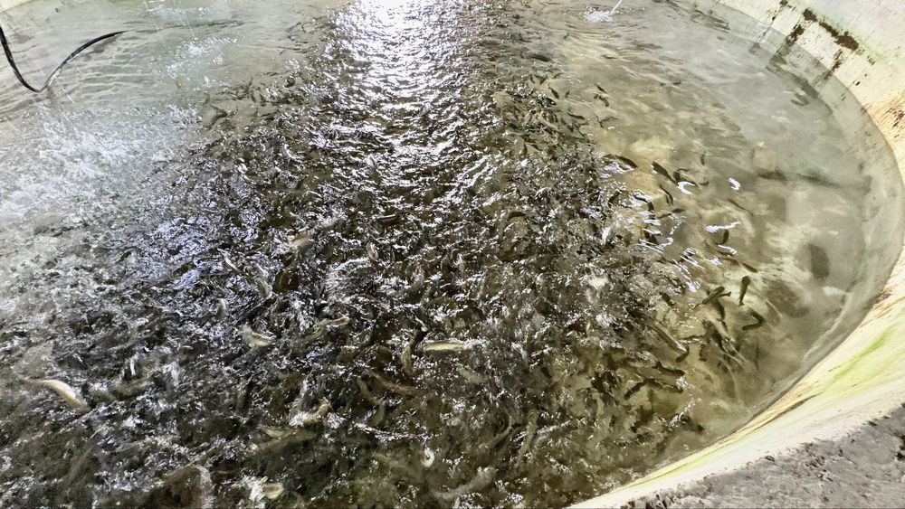 Яблоневый сад 51га