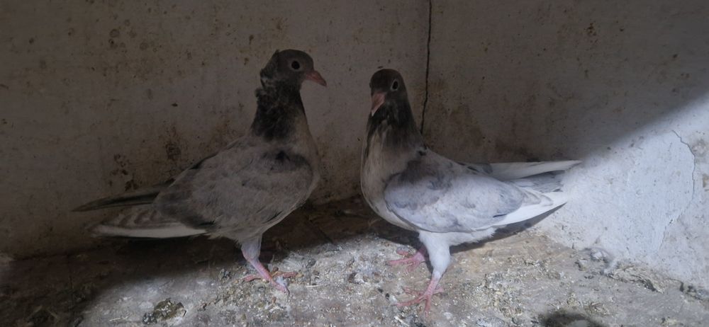 Челкари молодые и пискуны