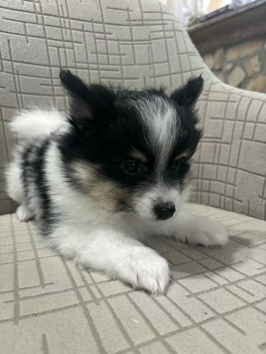 Немски шпиц мъници