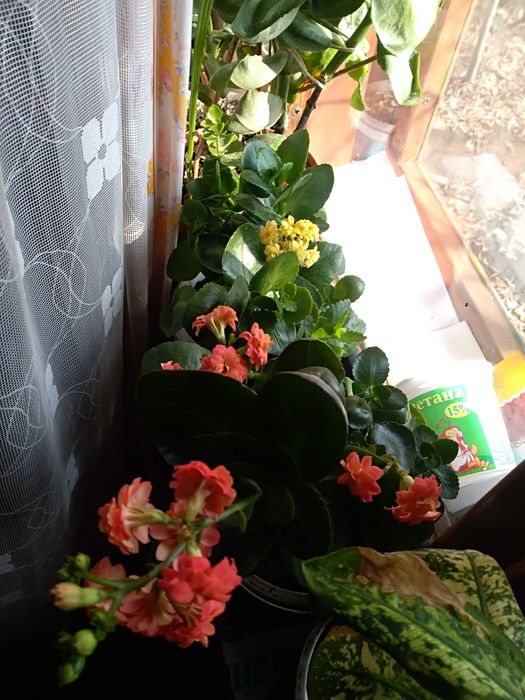 саженцы орехов, Хоста (Функия), папоротники, ландыши, Ирисы, пионы