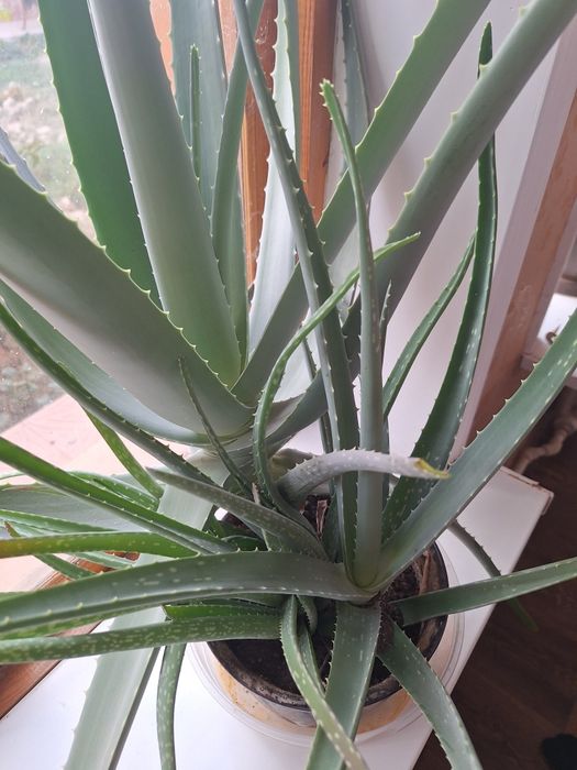 Продаётся растение алоэ