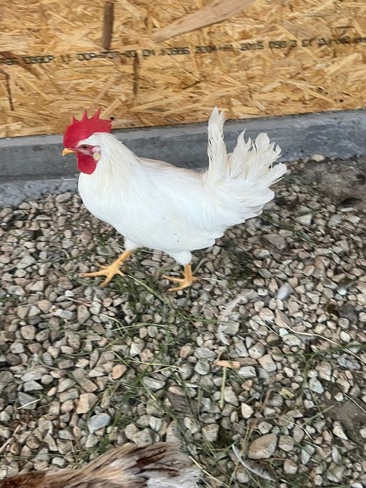 Rate pui cocosi de vanzare