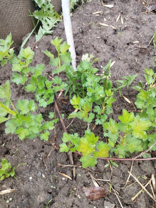 саженцы молодые .