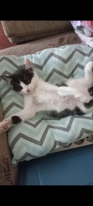 Котята 2мес, мальчик и девочка