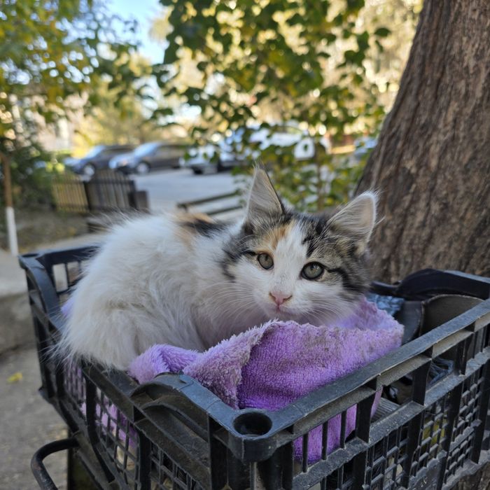 Котята в добрые руки.