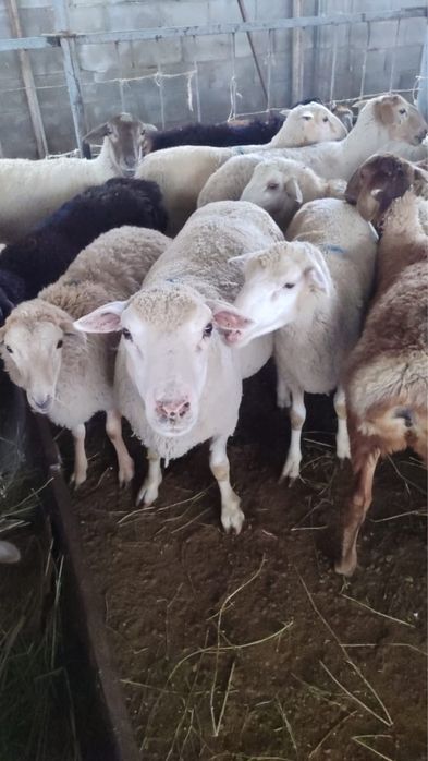 A  Қой мен тоқтылар әртүрлі салмақта.