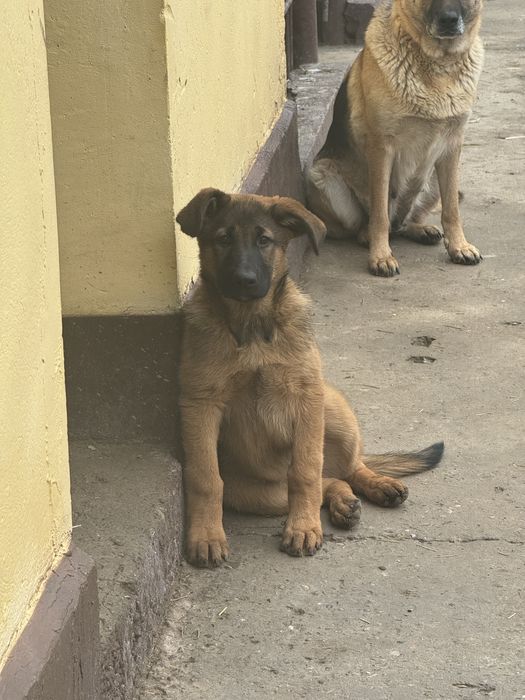 Немецкая овчарка