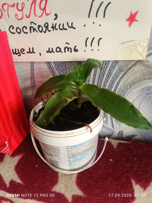 Продам золотой ус