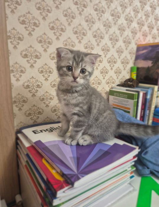 Продам кошечку-шотландку