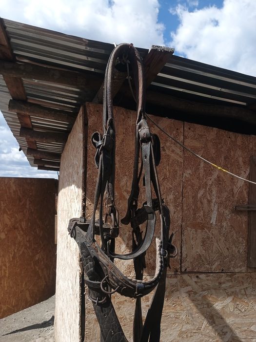 Cal de vânzare de 8 ani