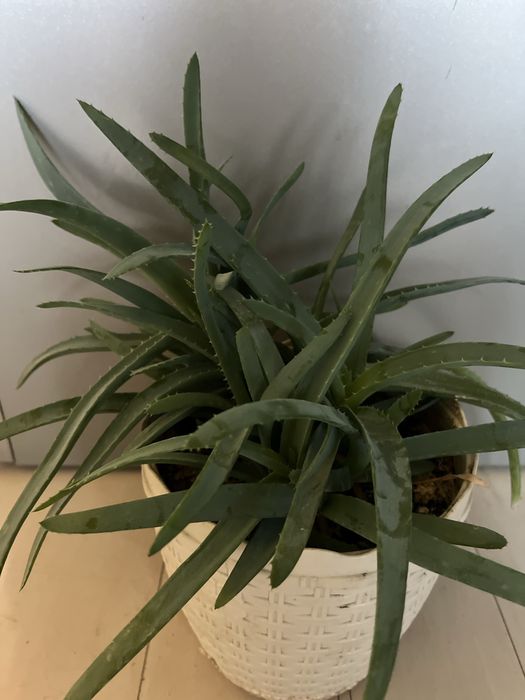 Алое лечебный цветок