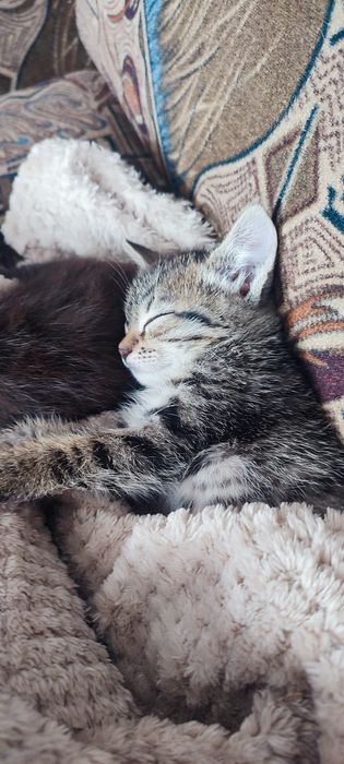 Отдам котят в добрые руки
